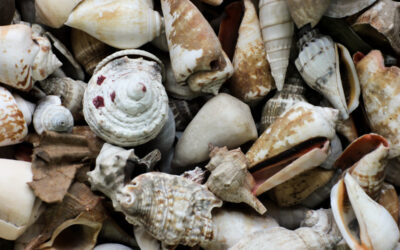 Sea Shells and Love