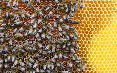 Honeybees, Ruth Bader Ginsburg and Hope